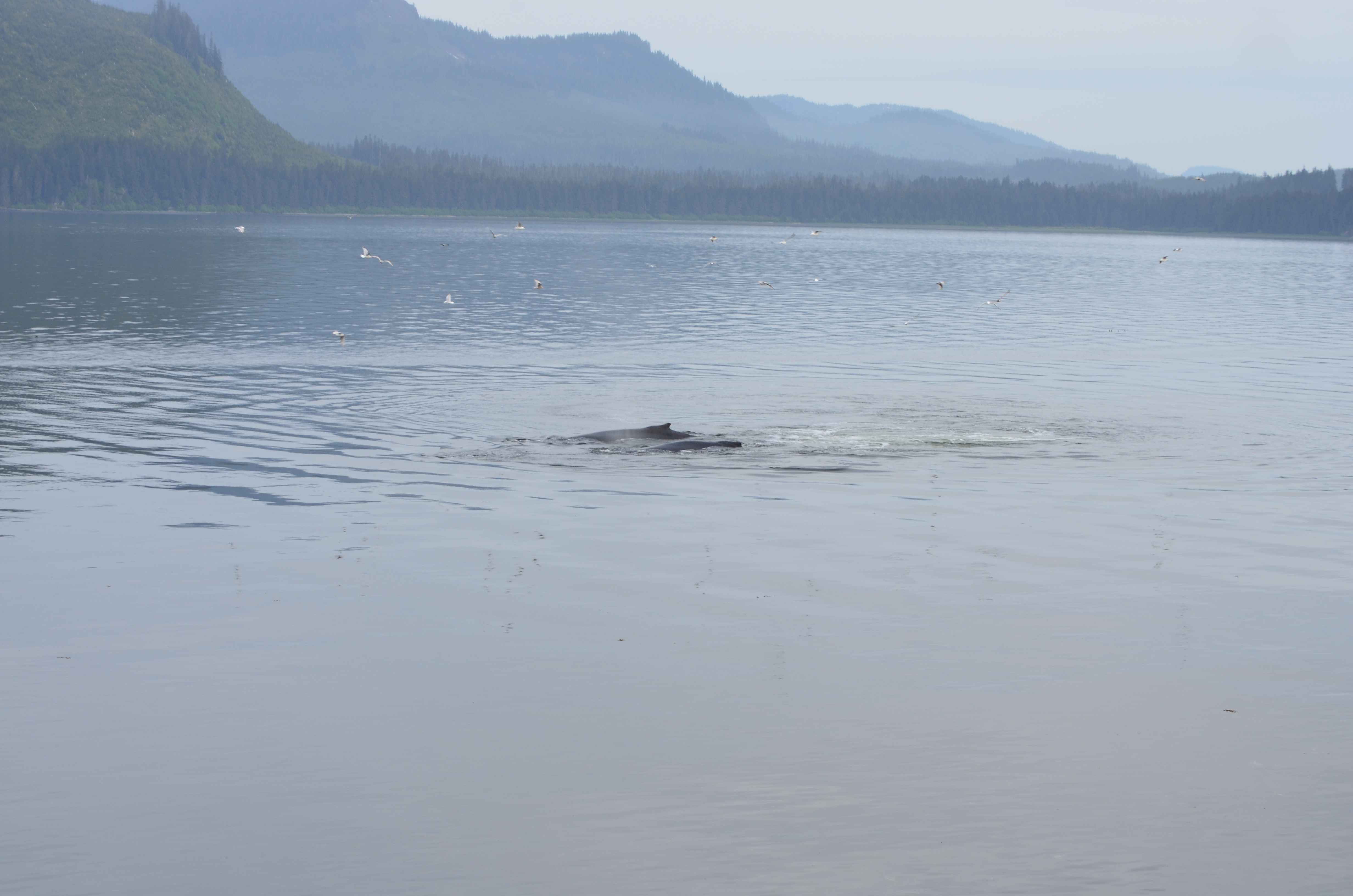 ./2017/08 - Alaska Cruise/10 - Icy Strait Point/DSC_0186.JPG